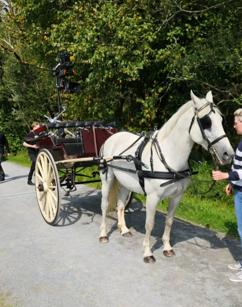 Back to Back Show Gig - Image 4