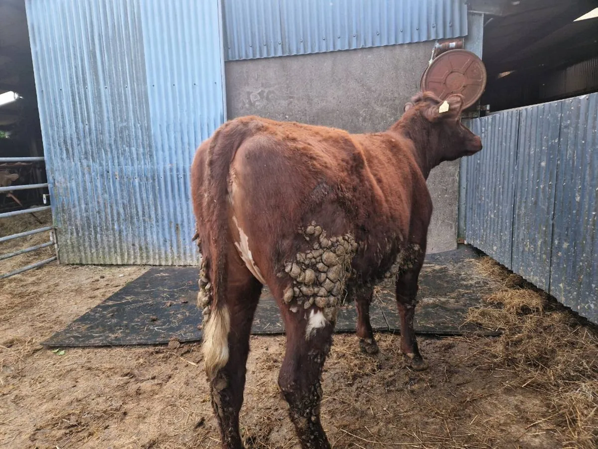 Pedigree Shorthorn Heifer - Image 3