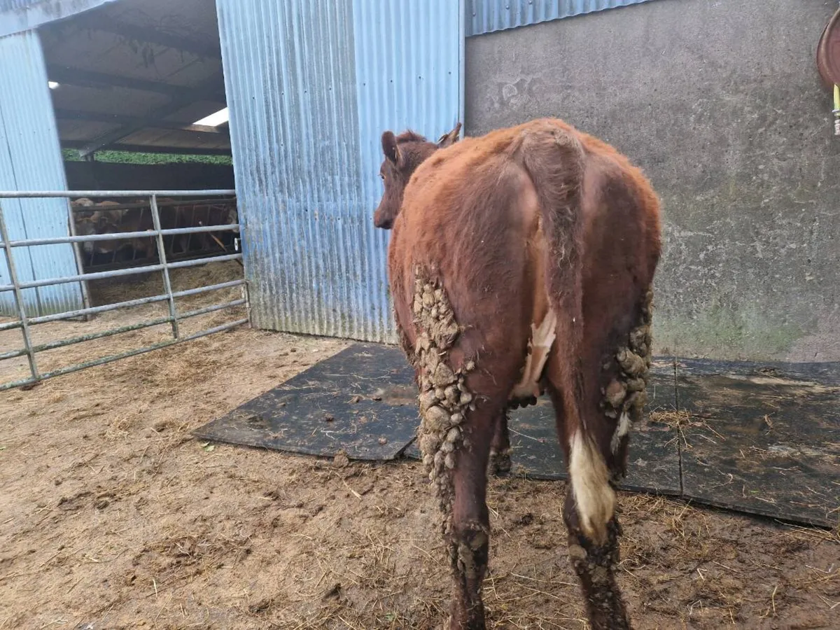 Pedigree Shorthorn Heifer - Image 4