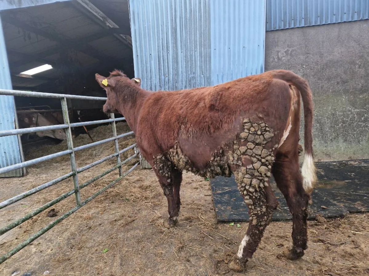Pedigree Shorthorn Heifer - Image 1