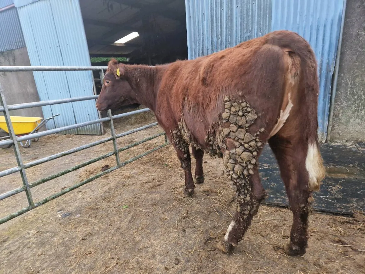 Pedigree Shorthorn Heifer - Image 2