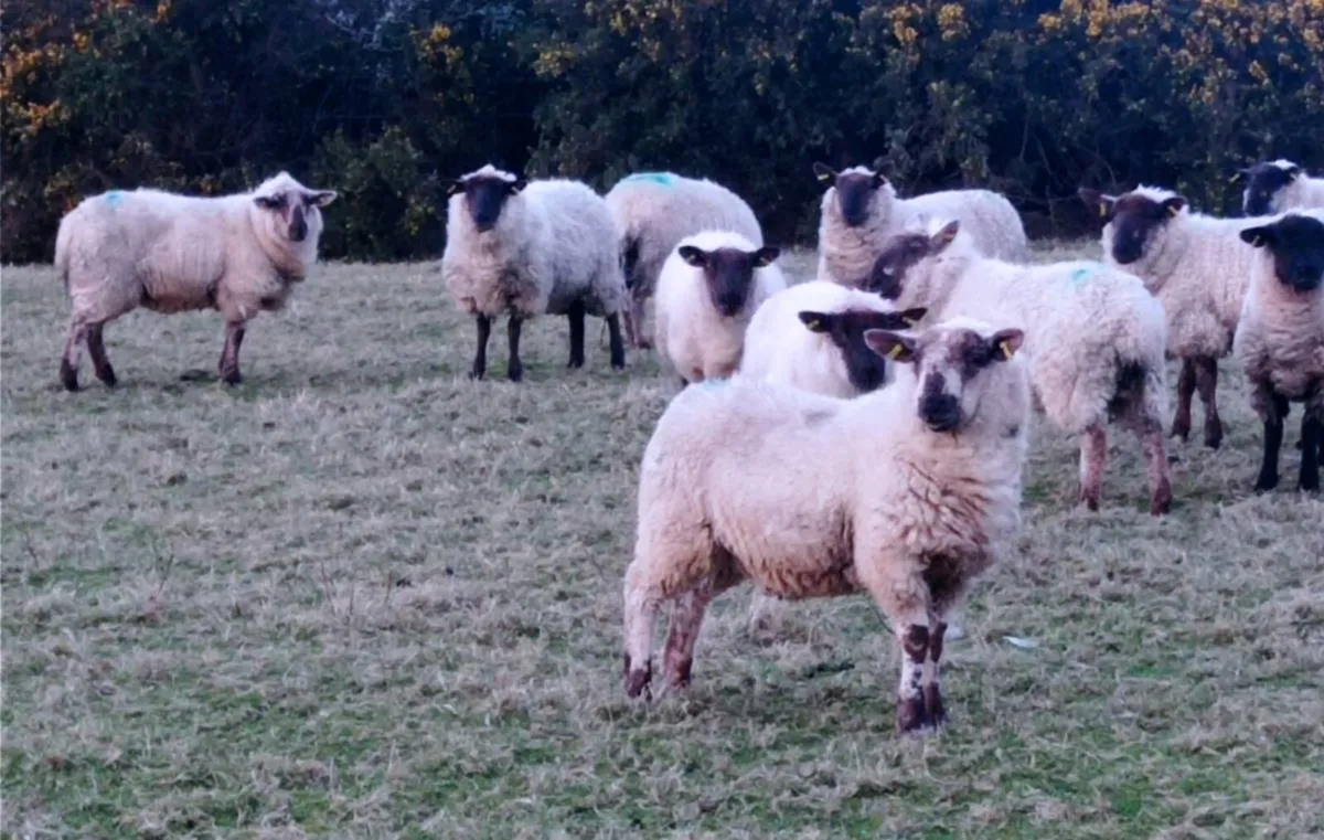 Ewe Hoggets - Image 1