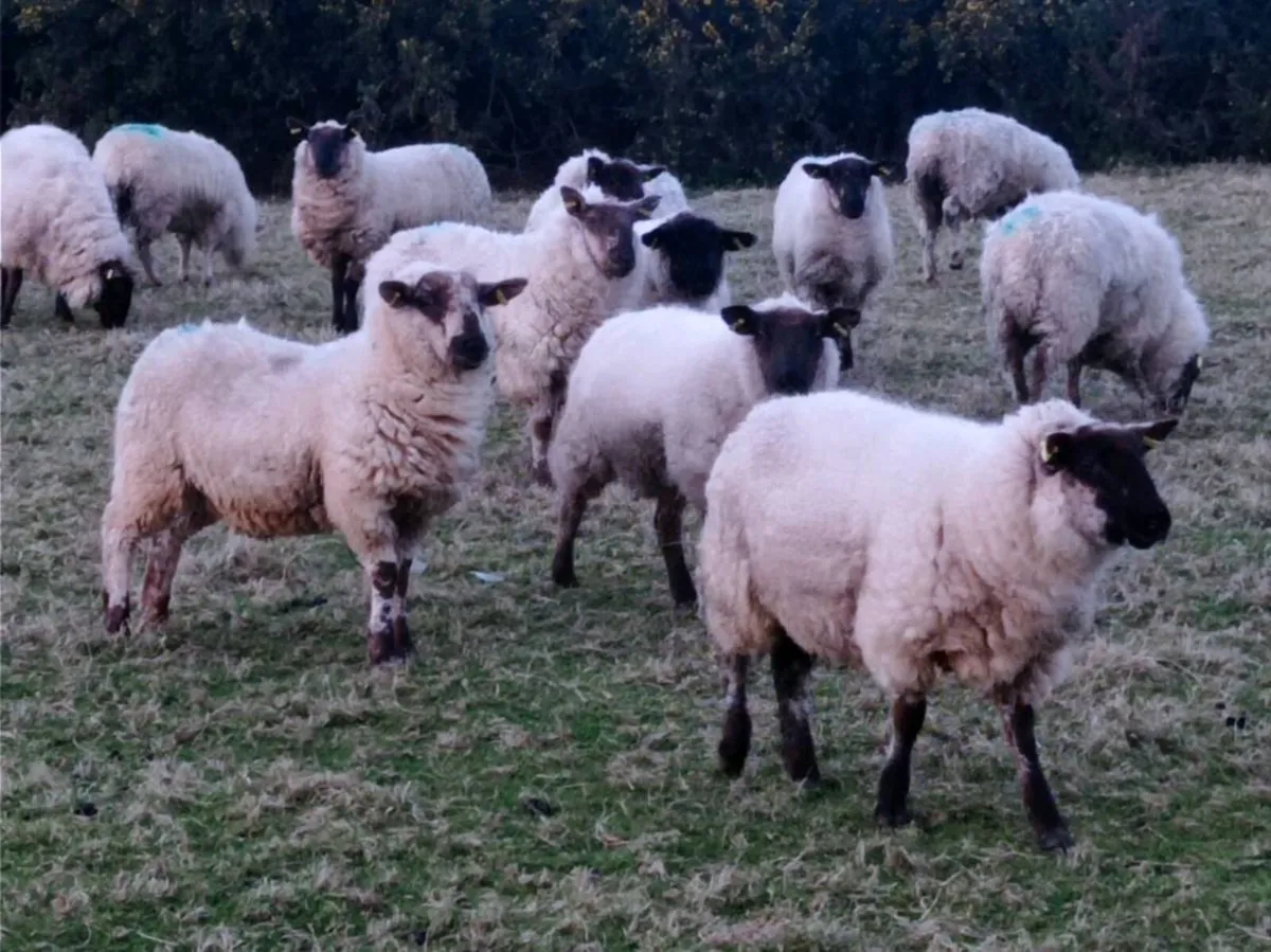 Ewe Hoggets - Image 2