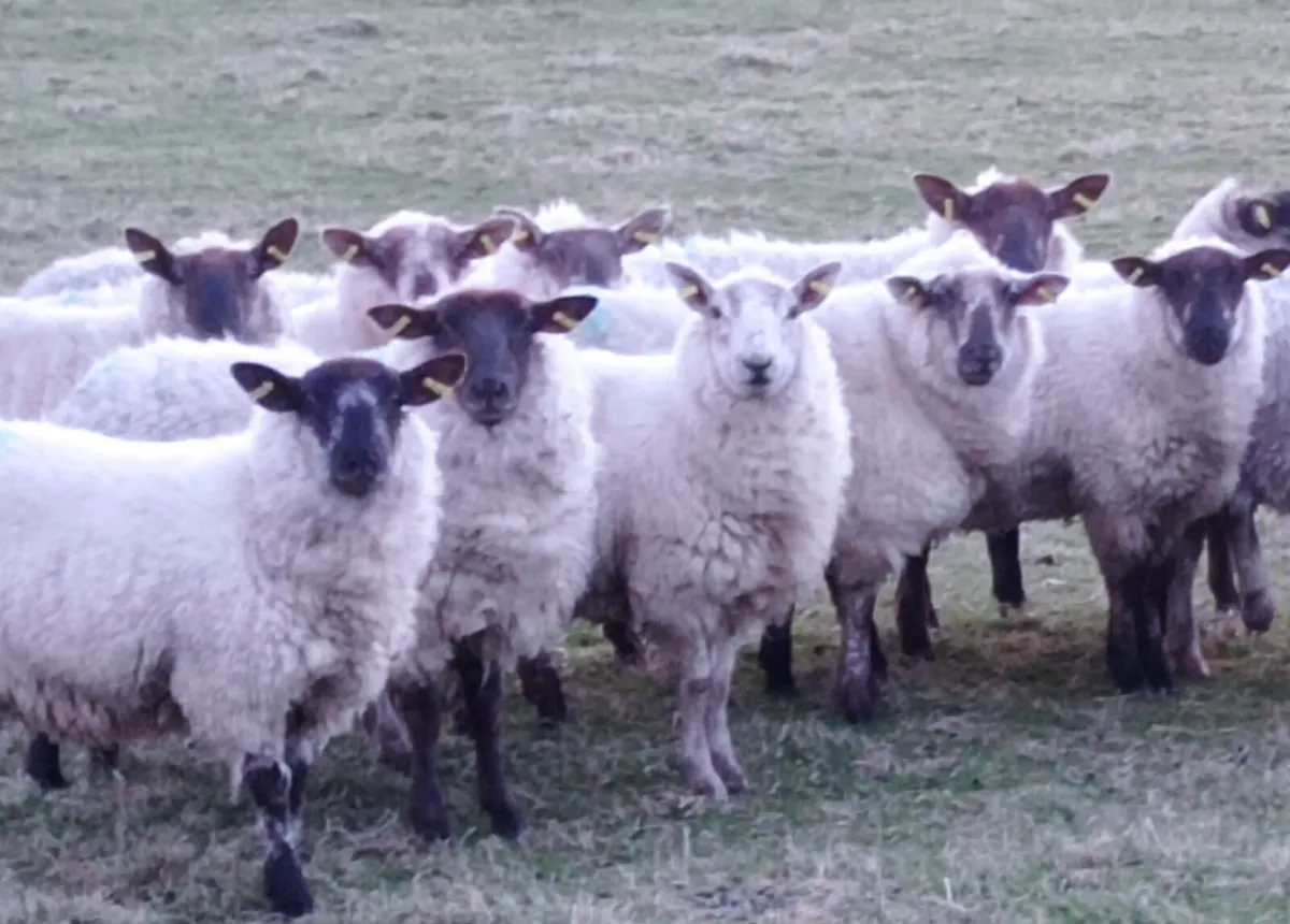 Ewe Hoggets - Image 3