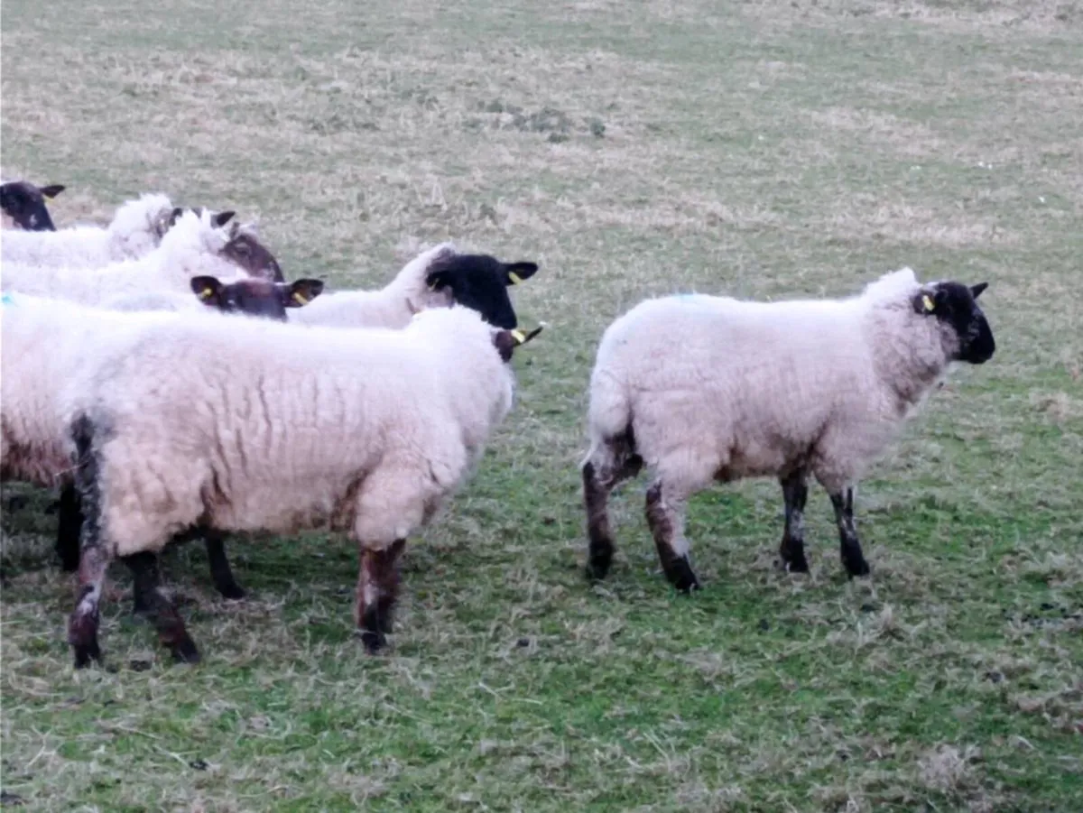 Ewe Hoggets - Image 4