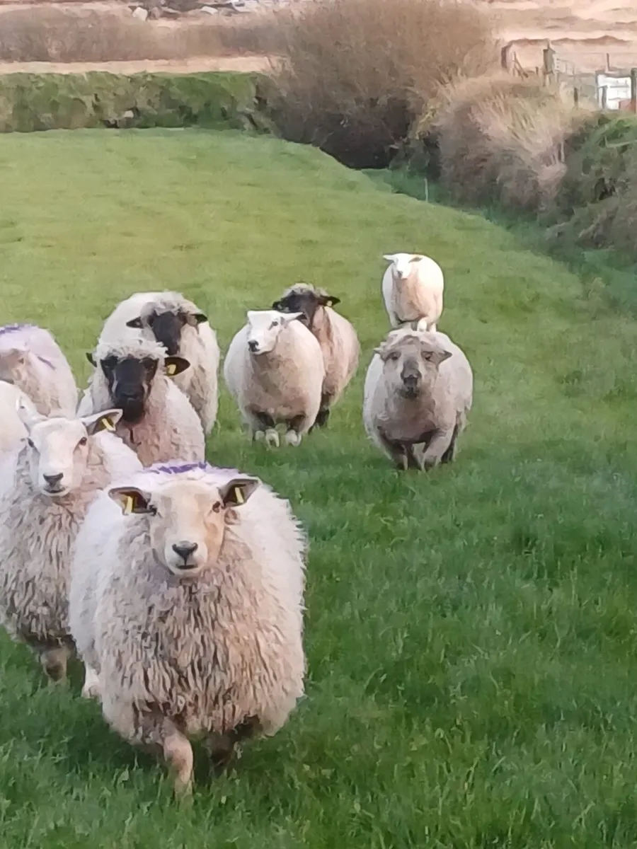 Hogget Ewes / Weathers - Image 2