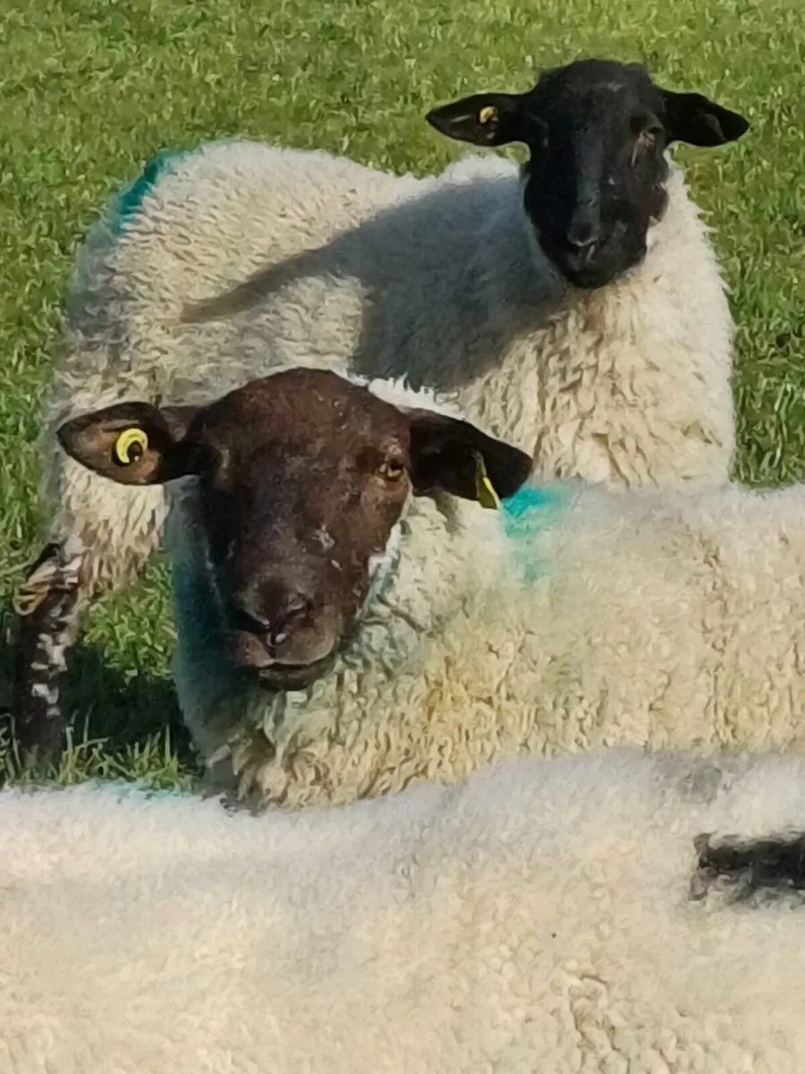 Hogget Ewes / Weathers - Image 3