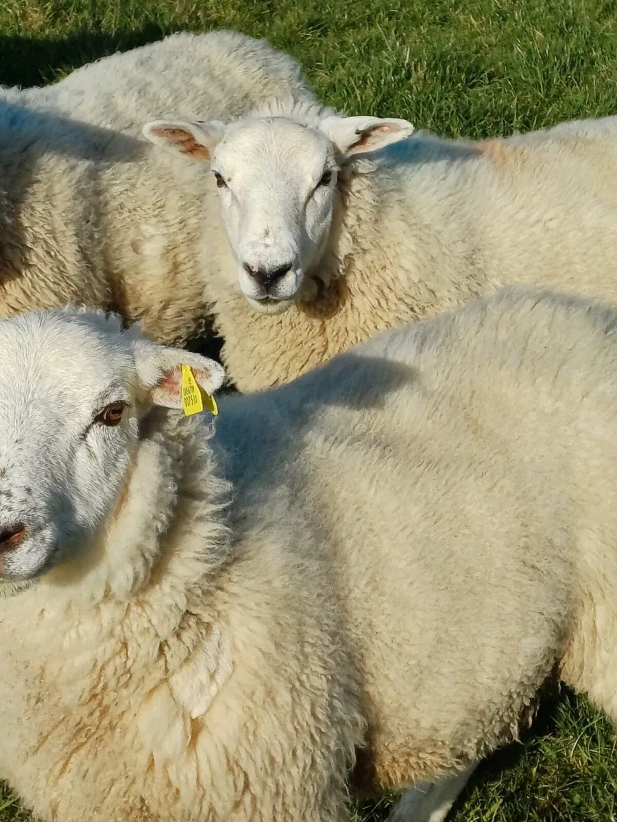 Hogget Ewes / Weathers - Image 4