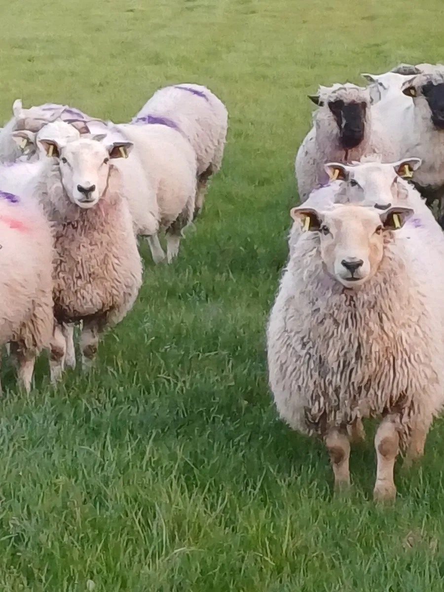 Hogget Ewes / Weathers - Image 1