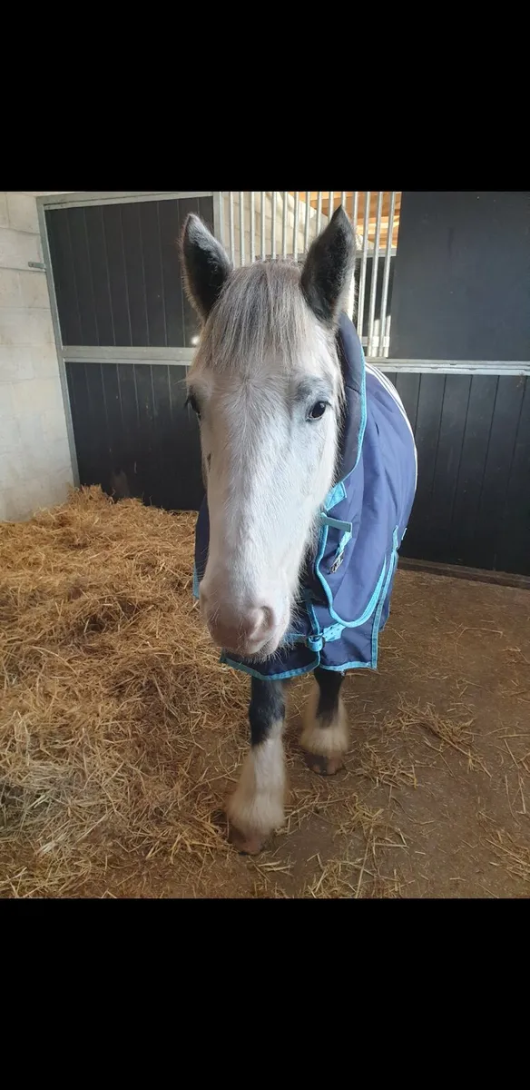 Pony Club Pony - Image 2