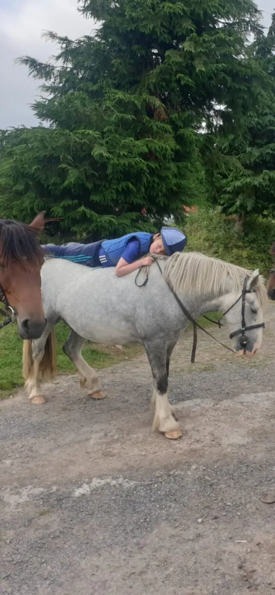 Pony Club Pony - Image 3