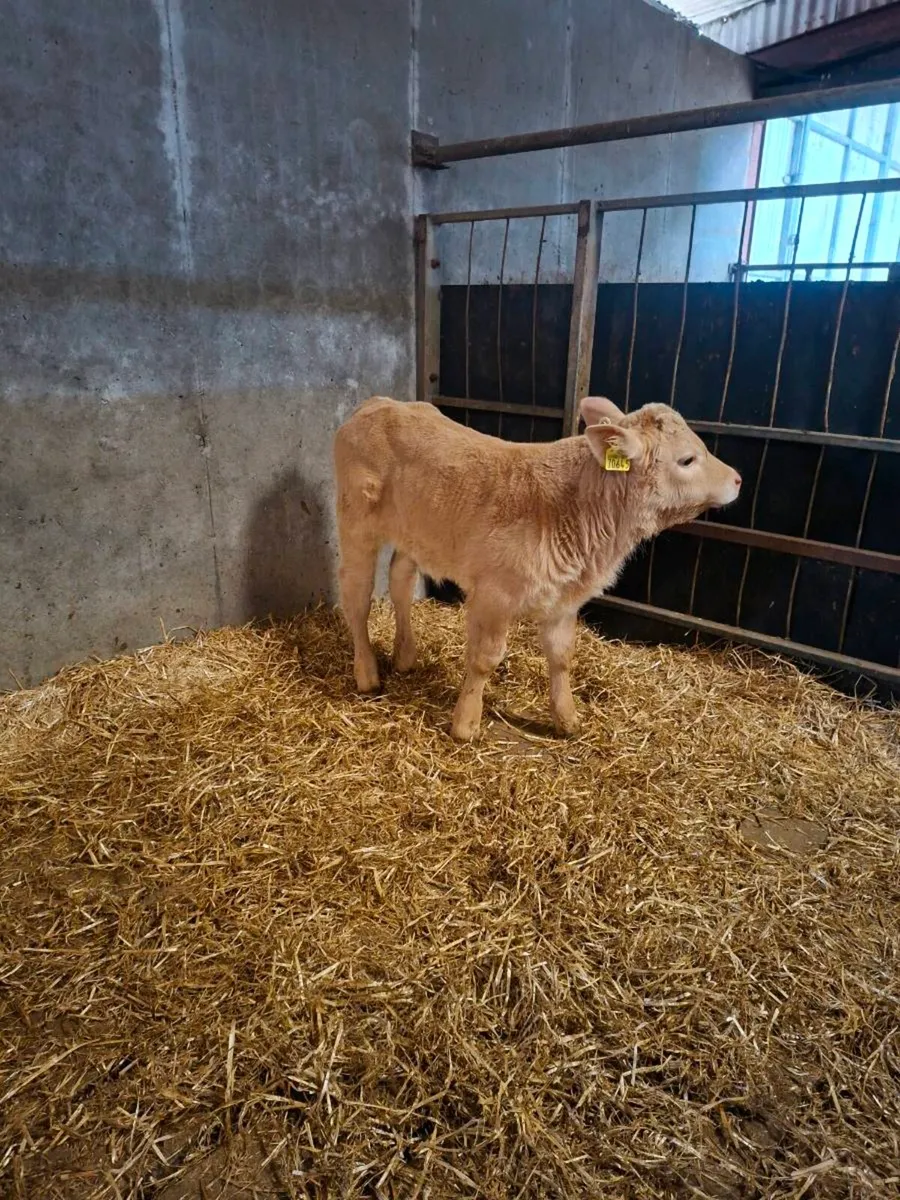 Calf - Image 2