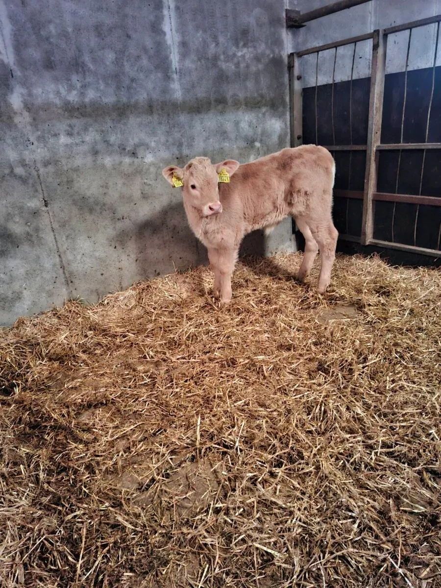 Calf - Image 3