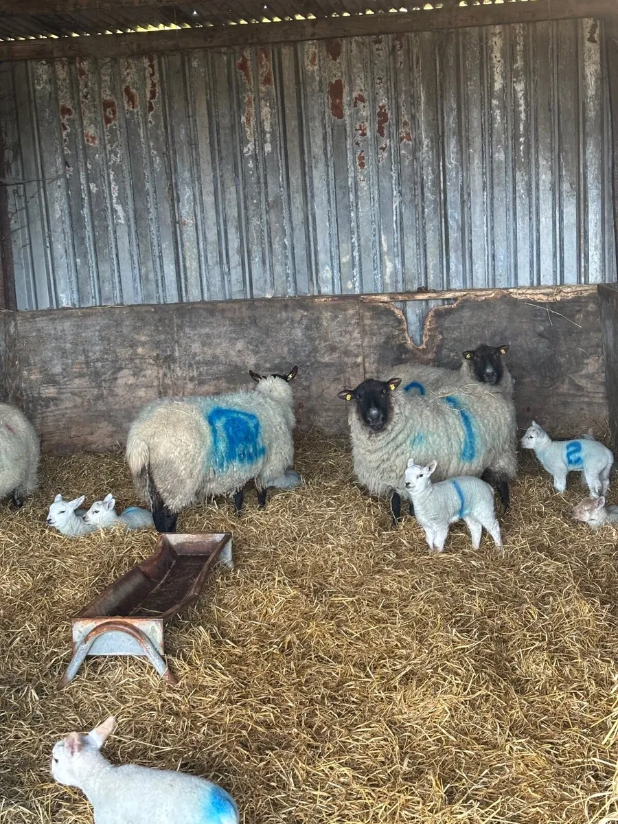 Ewes and Lambs. - Image 3