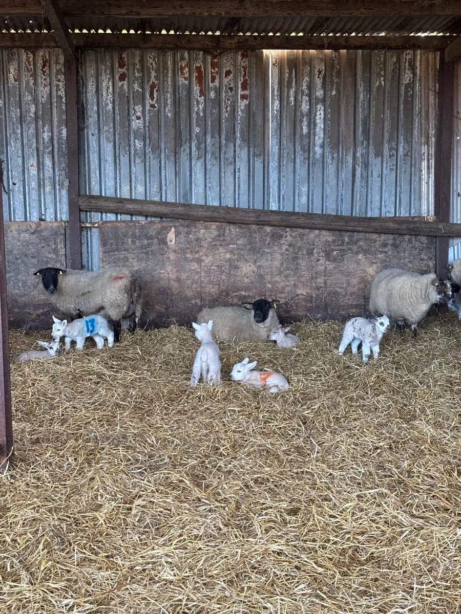 Ewes and Lambs. - Image 1