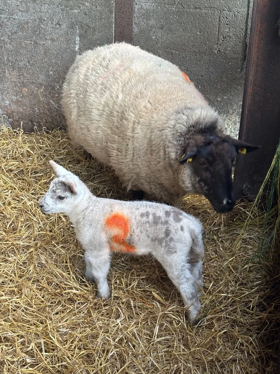 Ewes and Lambs. - Image 4