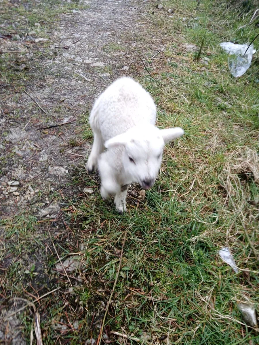 Pet lamb - Image 1