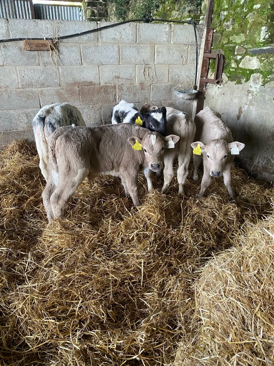 Smashing charollais and blue calves - Image 4