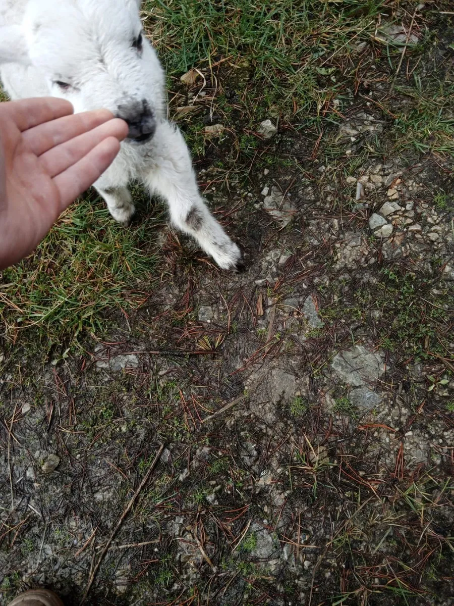 Pet lamb - Image 2
