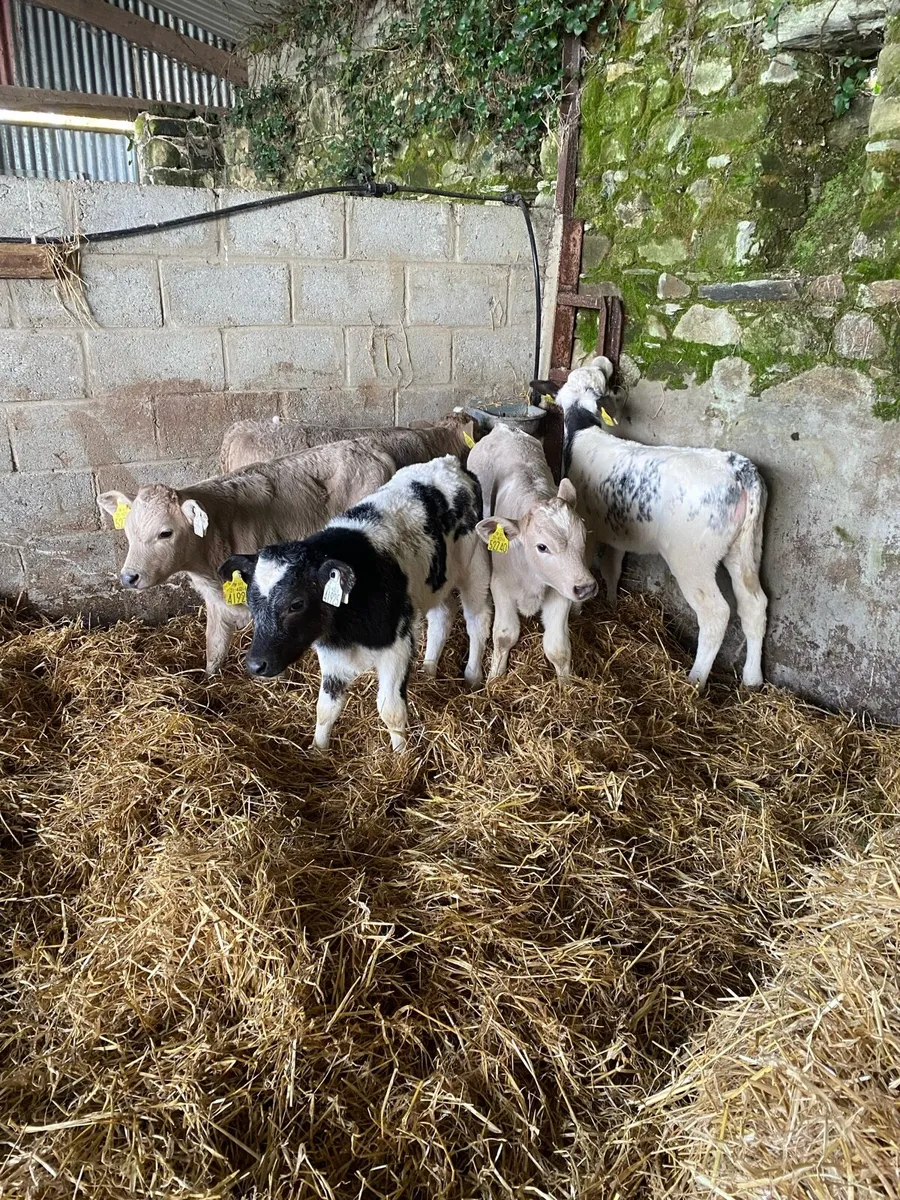 Smashing charollais and blue calves - Image 1