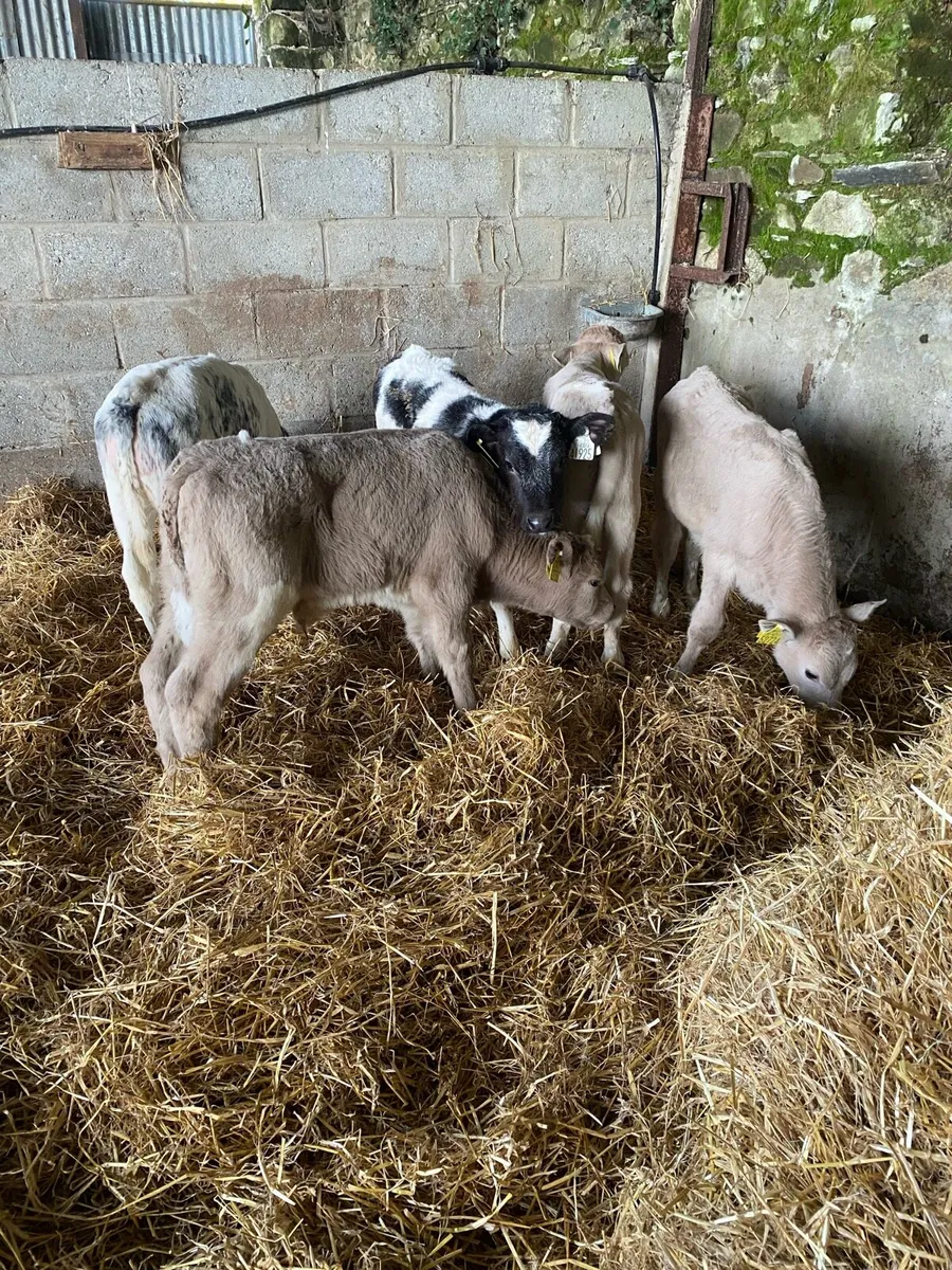 Smashing charollais and blue calves - Image 3