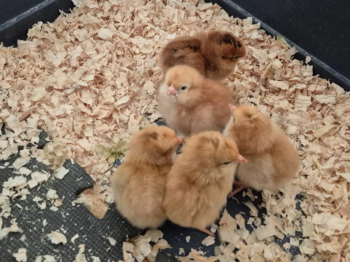 Hatching hen and duck eggs - Image 3