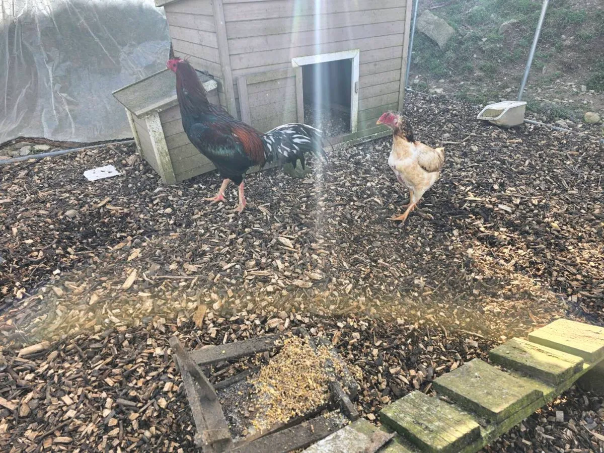 Hatching hen and duck eggs - Image 4