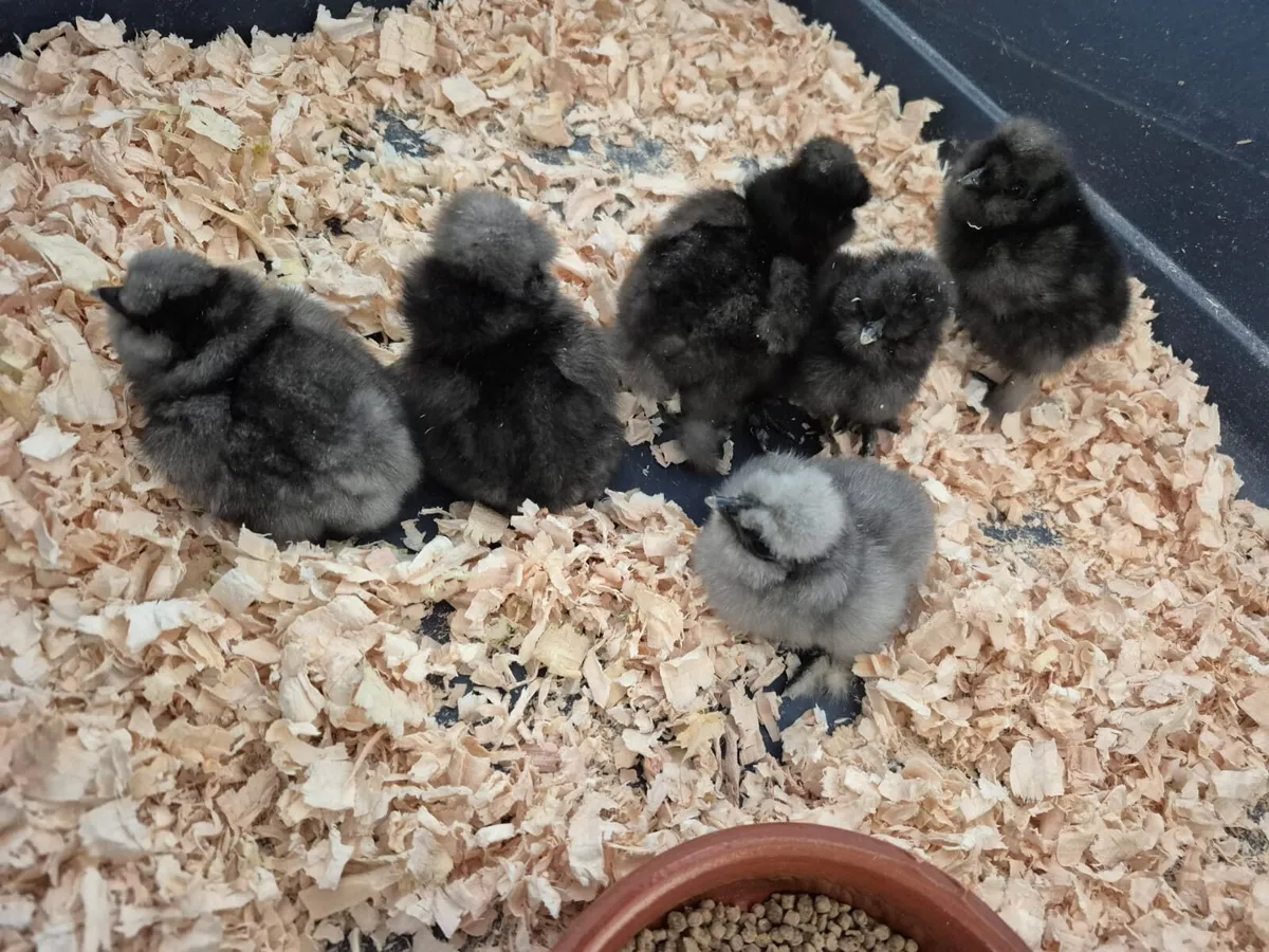 Hatching hen and duck eggs - Image 2