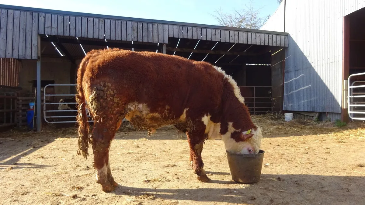 15 month old PBR Hereford Bull - Image 1