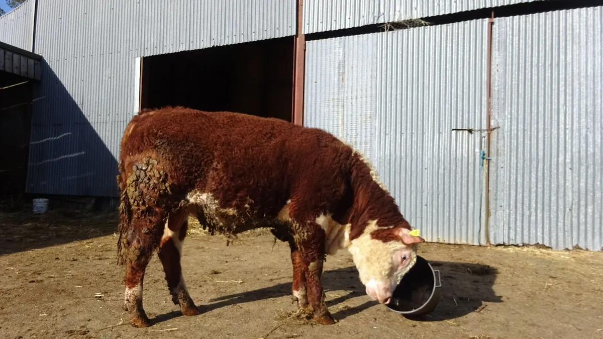 15 month old PBR Hereford Bull - Image 4