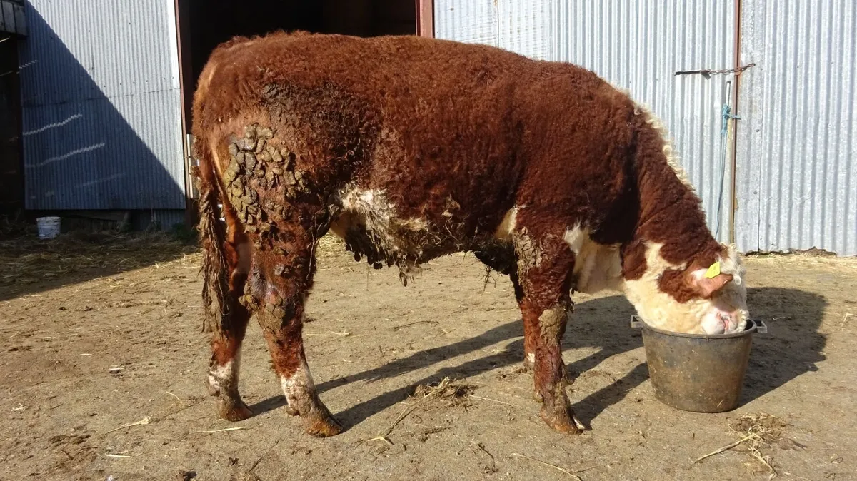 15 month old PBR Hereford Bull - Image 3