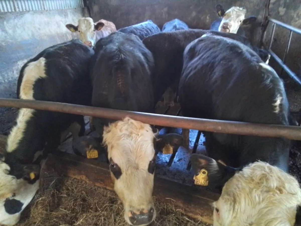 Cattle - Image 2