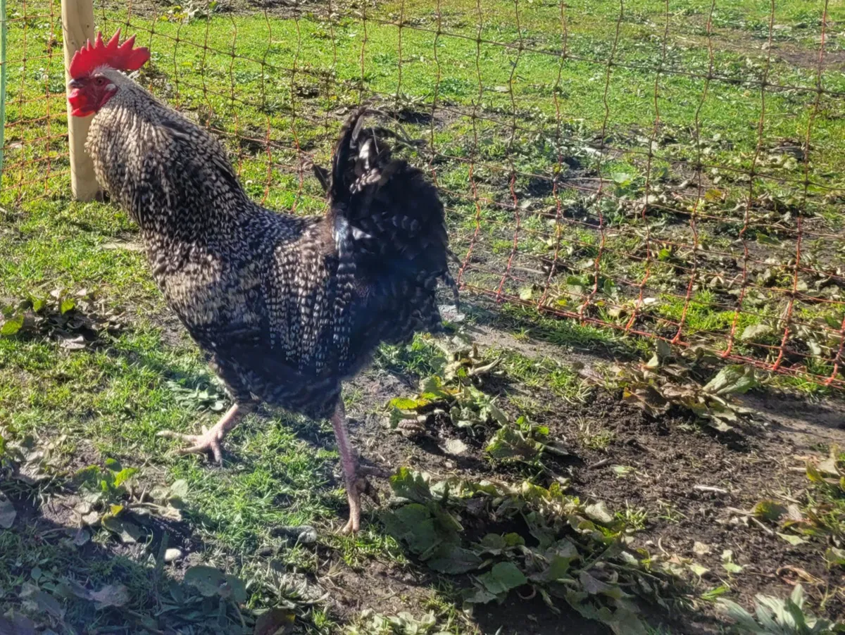 Young Roasters - Image 1