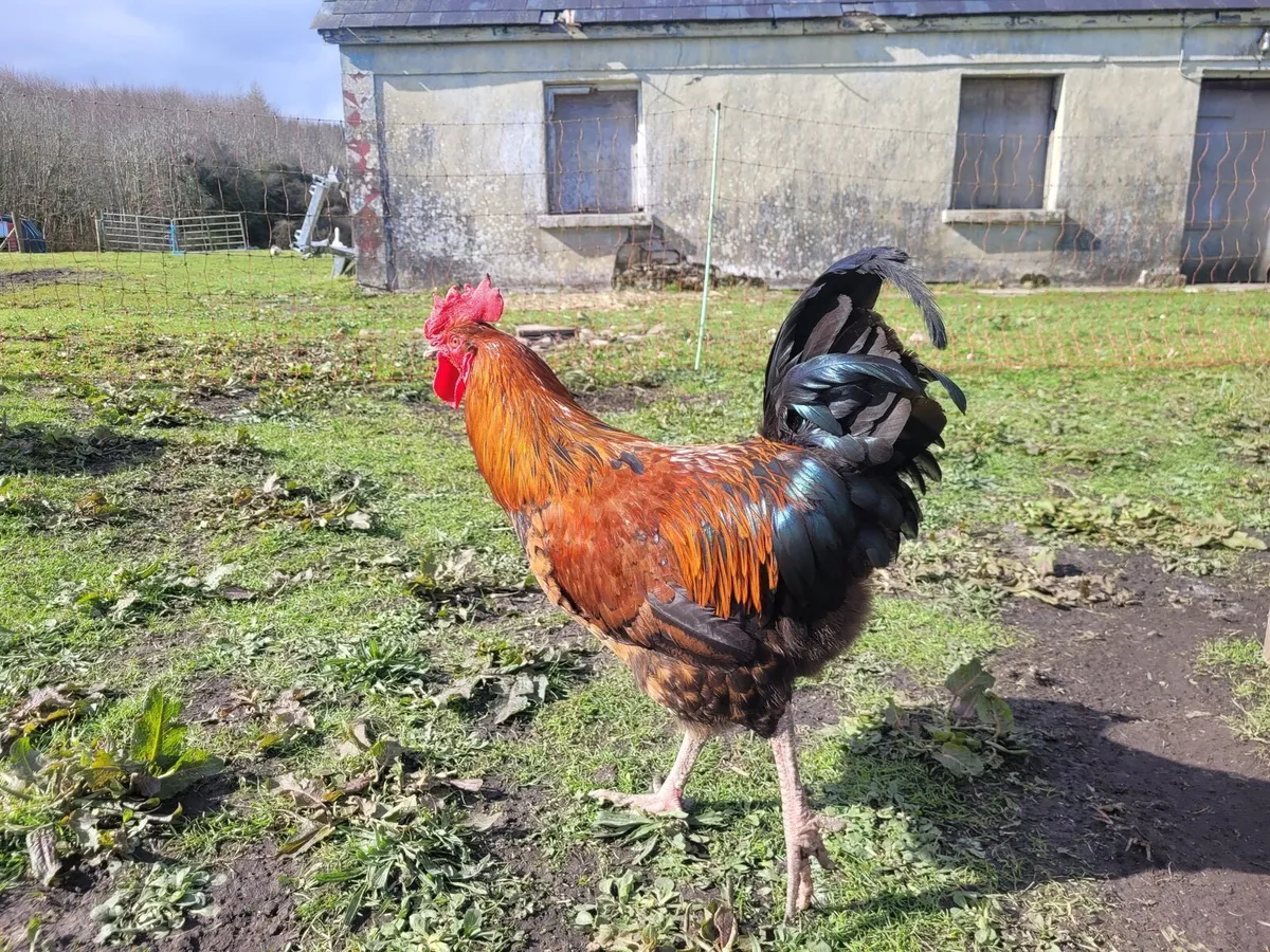 Young Roasters - Image 2