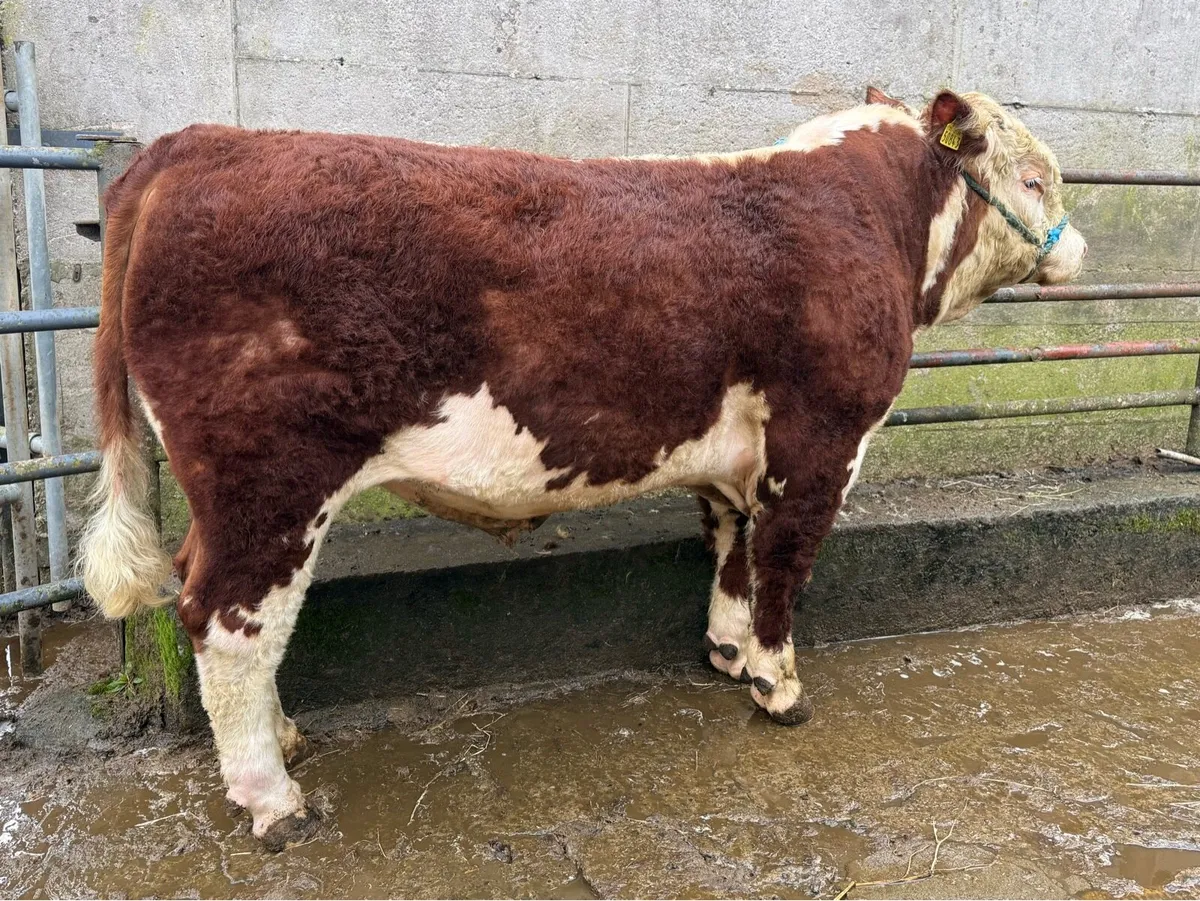 Pedigree Hereford bulls for sale - Image 1