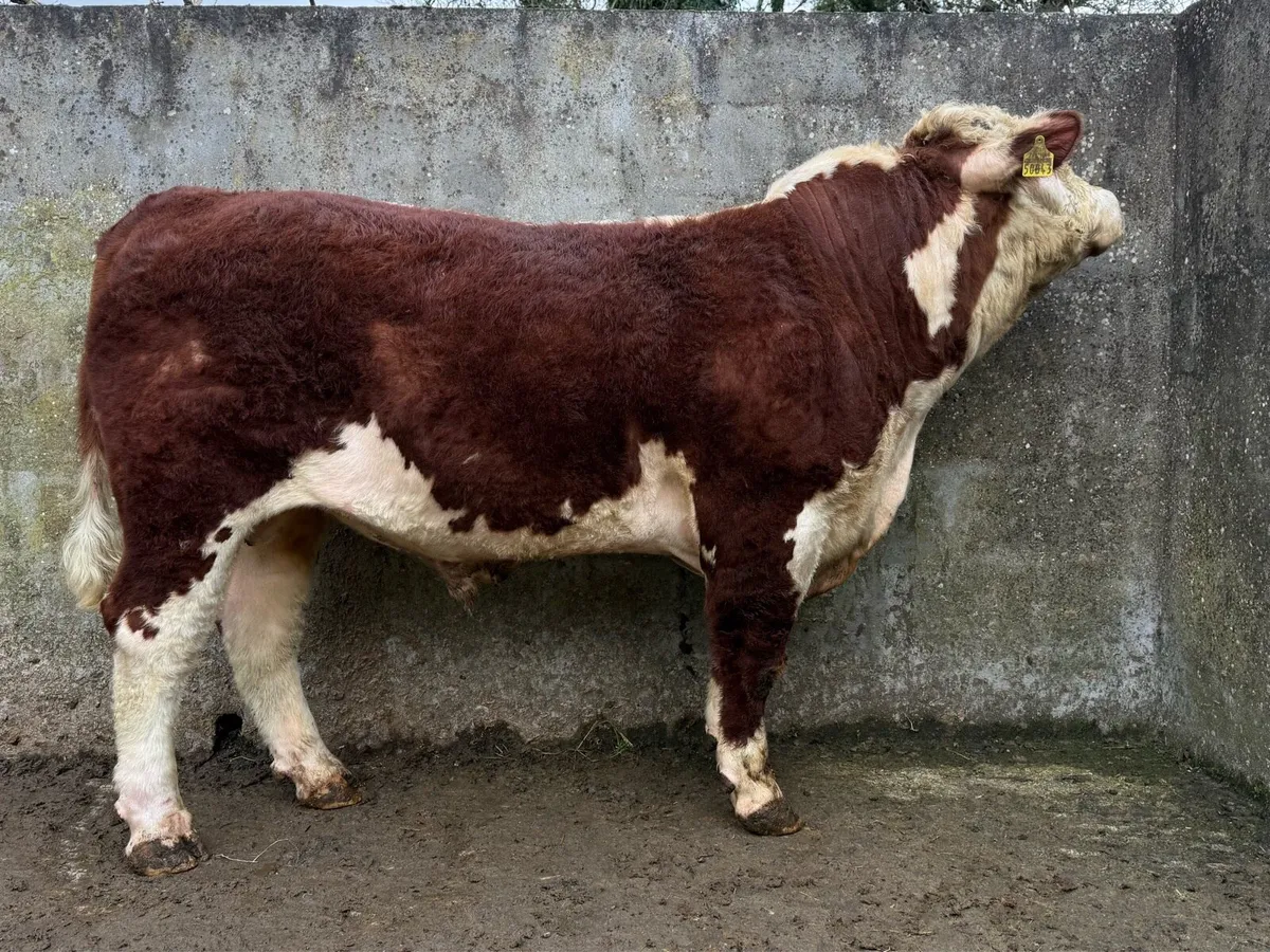 Pedigree Hereford bulls for sale - Image 2