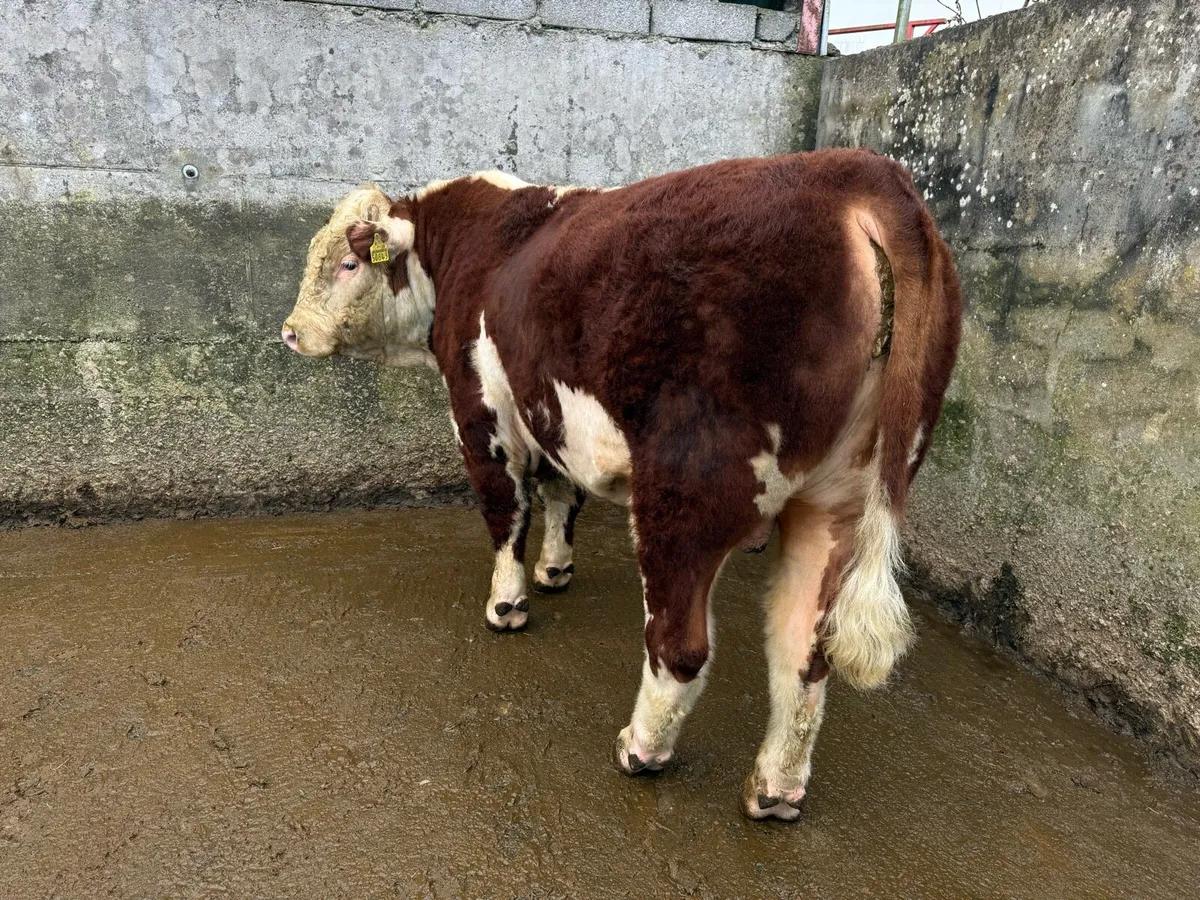 Pedigree Hereford bulls for sale - Image 3