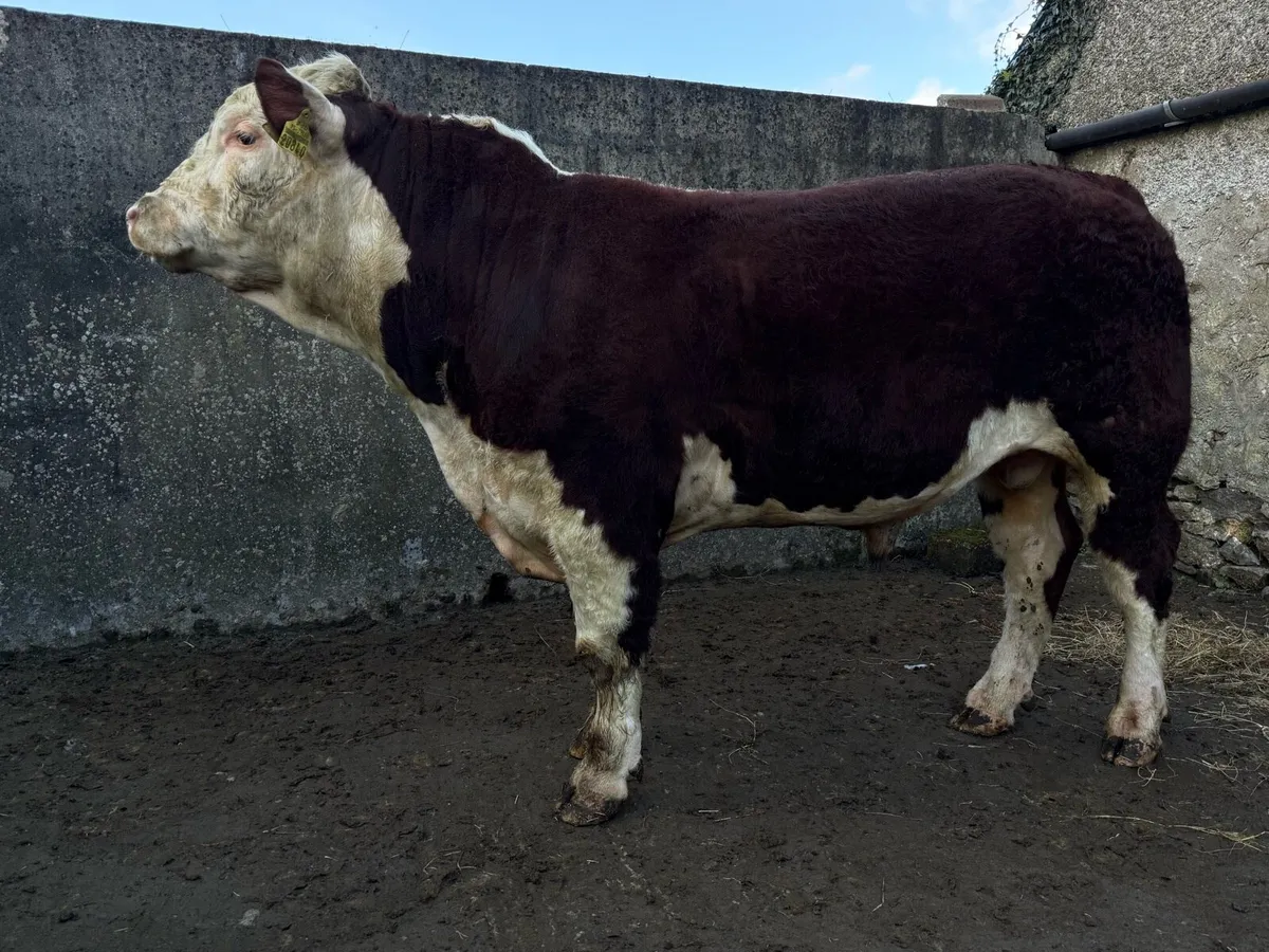 Pedigree Hereford bulls for sale - Image 4