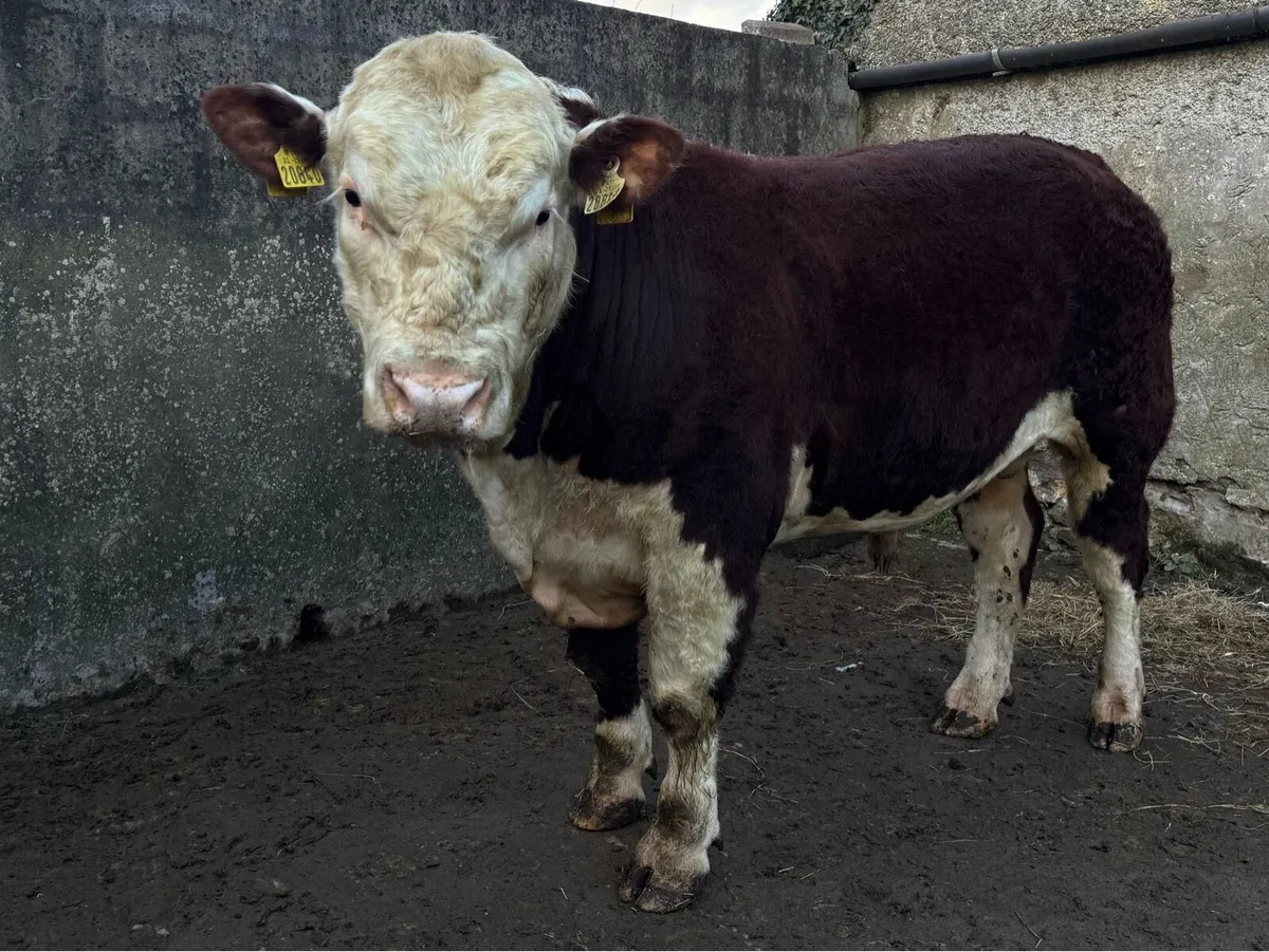 Pedigree Hereford bulls for sale - Image 2