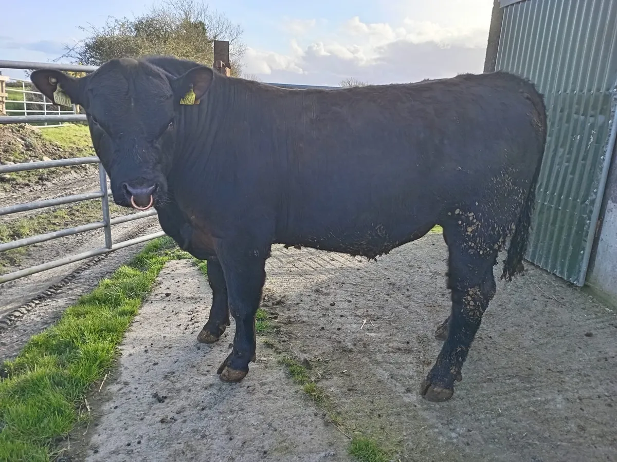 5 Star AA PBR Bull - Image 1