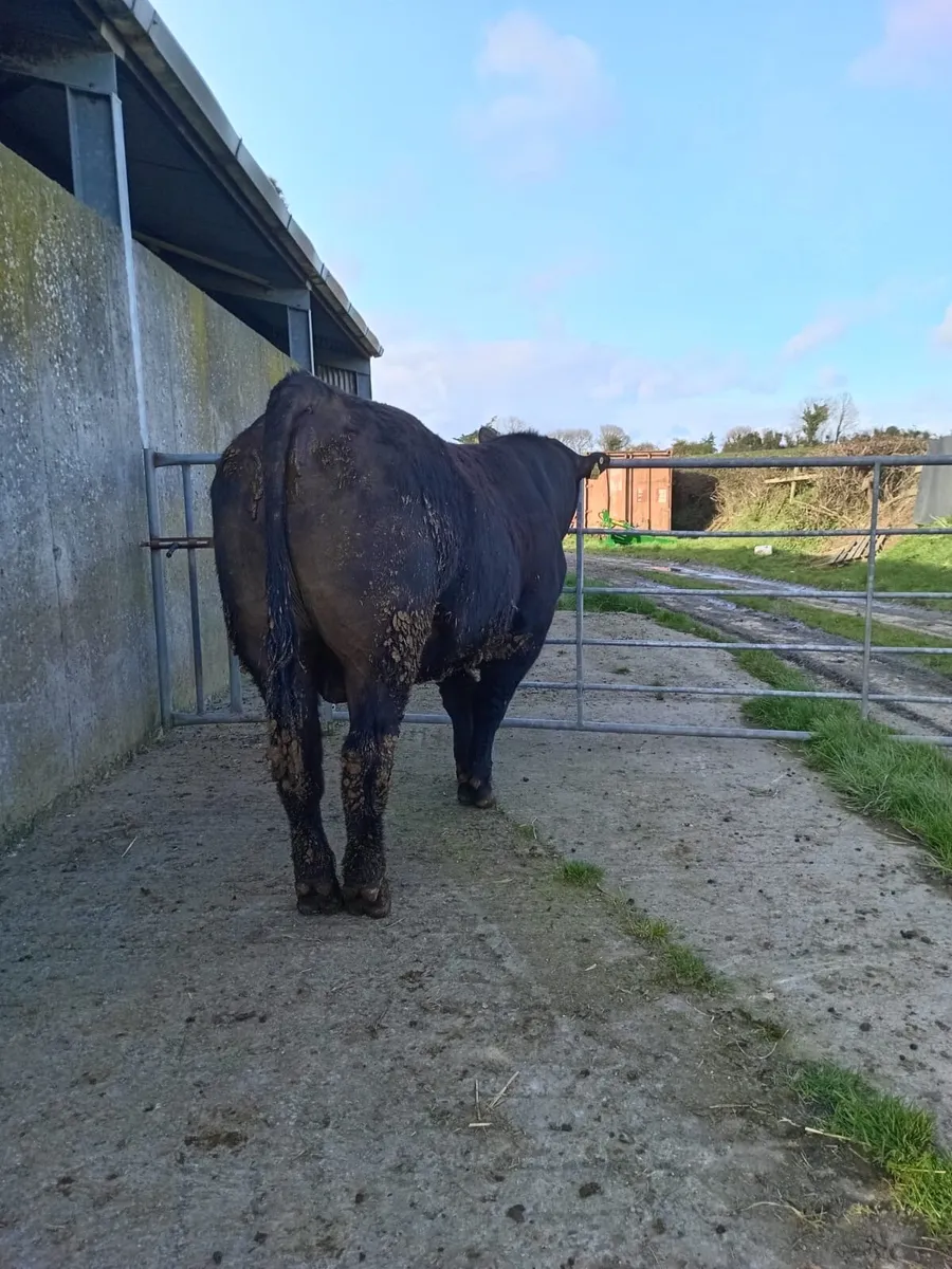 5 Star AA PBR Bull - Image 2