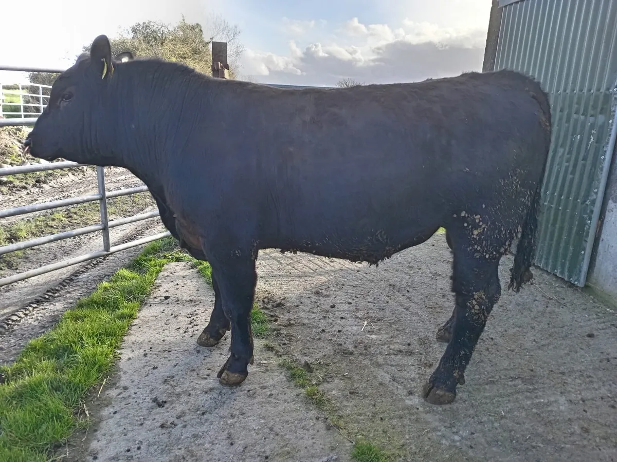 5 Star AA PBR Bull - Image 3