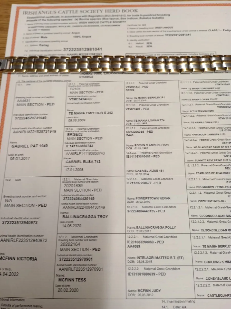 5 Star AA PBR Bull - Image 4