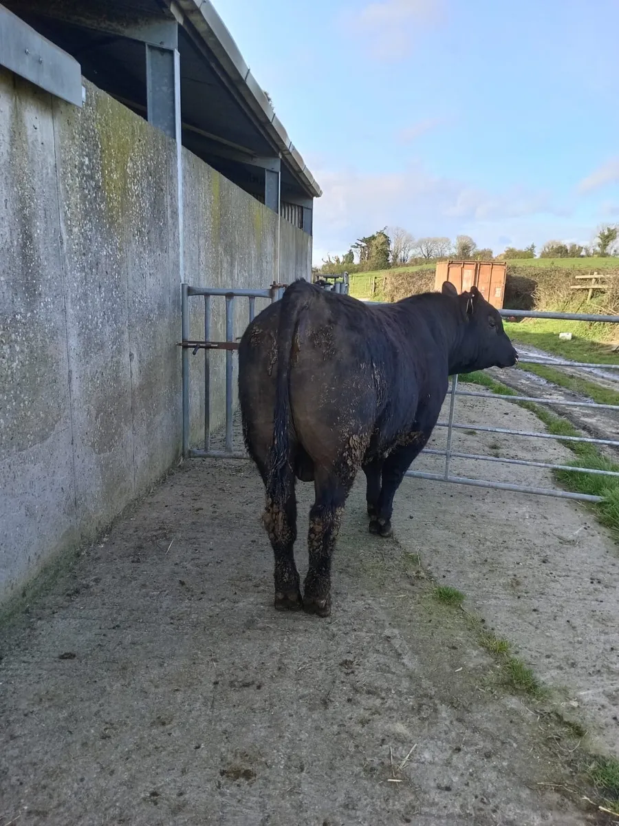 5 Star AA PBR Bull - Image 4