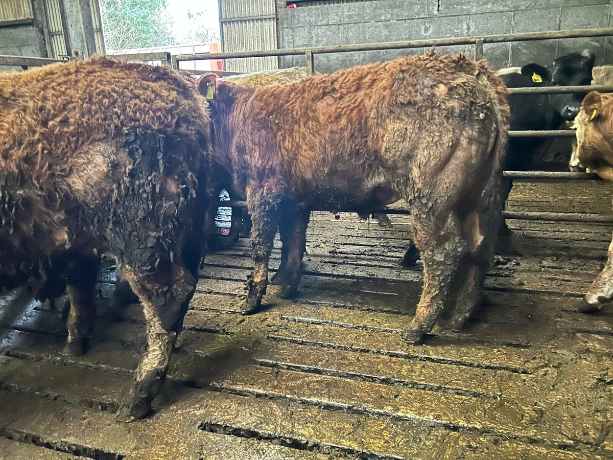 Charolais/Limousin bullocks - Image 4