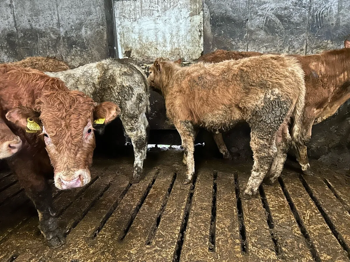 Charolais/Limousin bullocks - Image 2