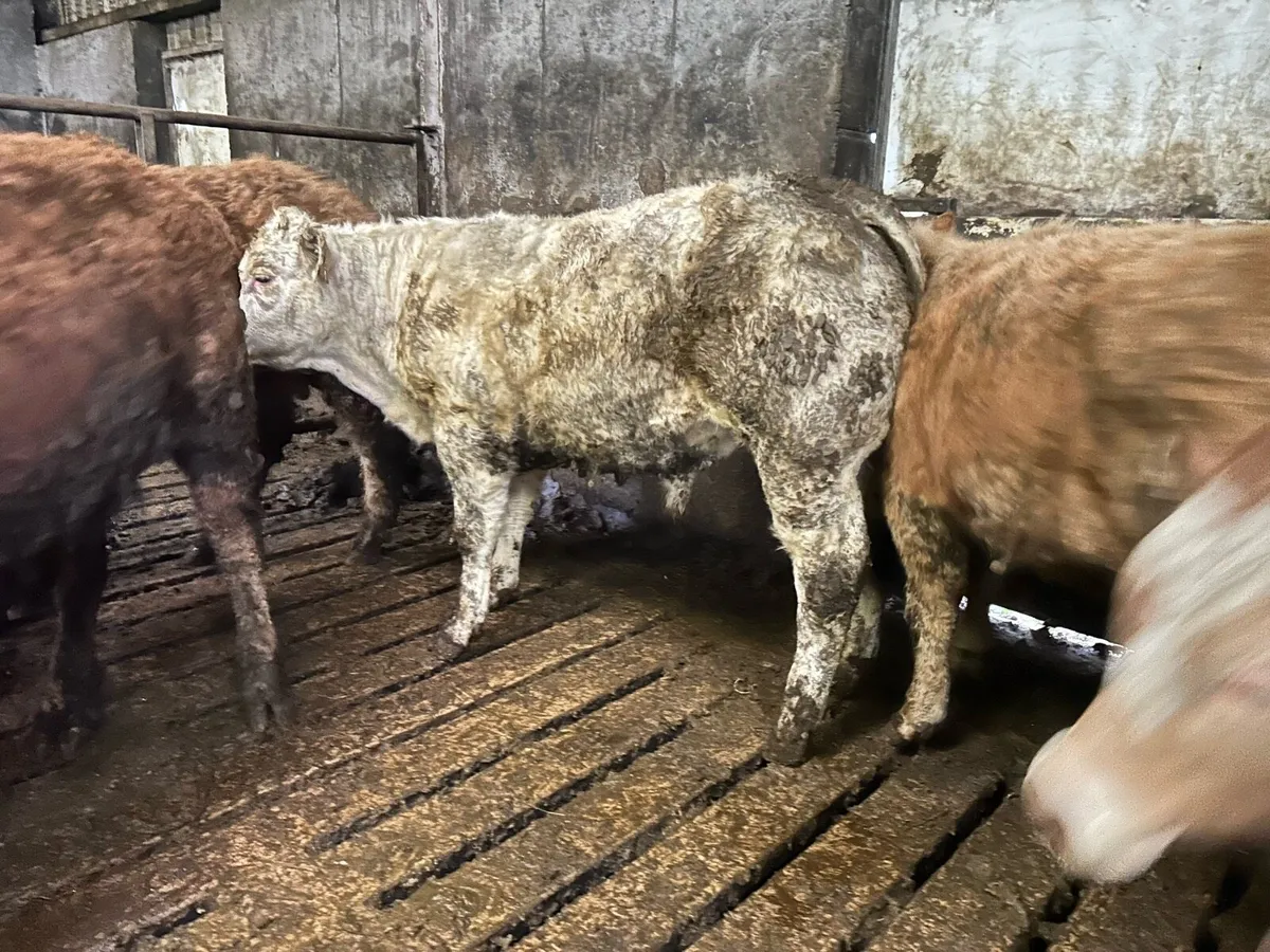 Charolais/Limousin bullocks - Image 3