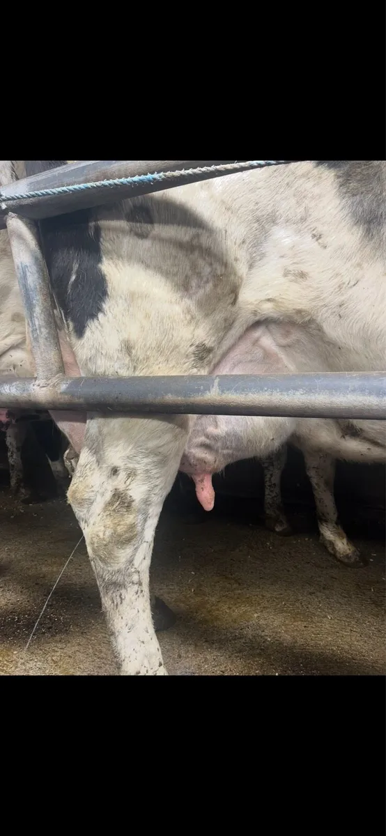 Cows in milk - Image 1