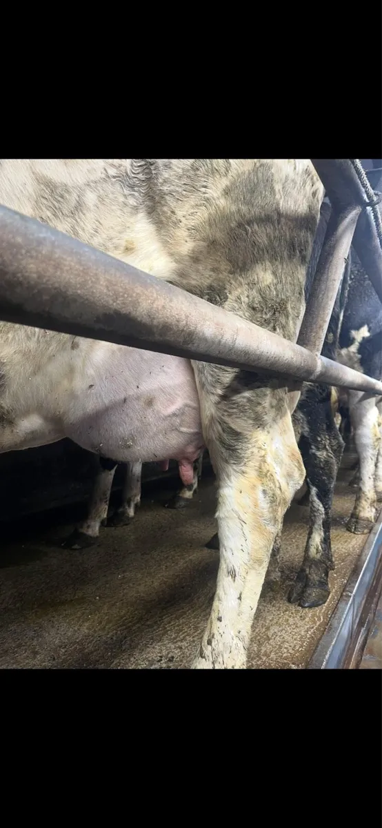 Cows in milk - Image 2