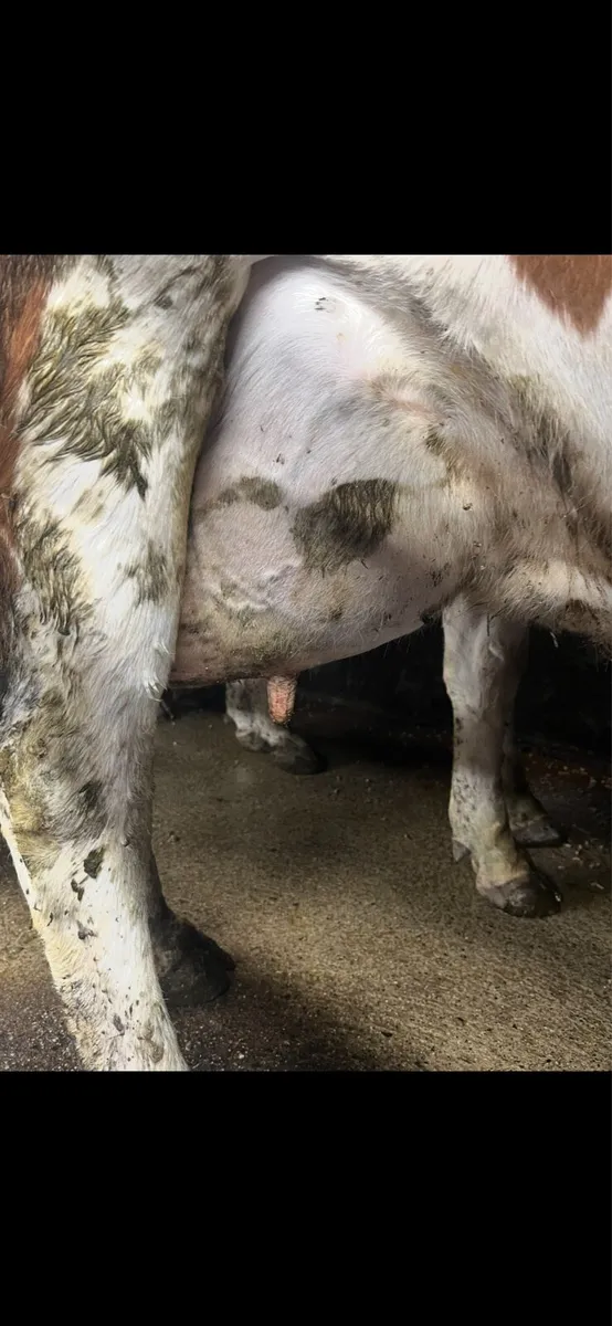 Cows in milk - Image 3